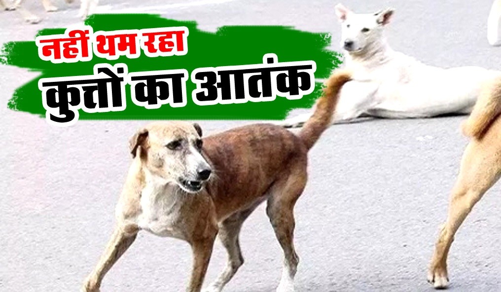 Dog Attack In Delhi